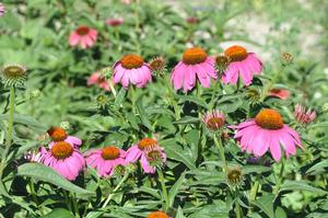 Echinacea purpurea 'Magnus' Coneflower from Kansas Roots