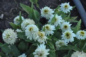 Echinacea purpurea 'Meringue' Coneflower from Kansas Roots