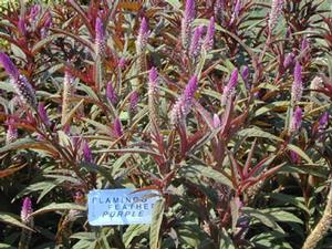 Celosia argentea var. spicata 'Flamingo Purple' Flamingo Feather from Kansas Roots