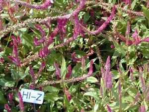 Celosia argentea var. plumosa 'Hi-Z' Feather Celosia from Kansas Roots