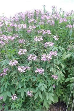 Cleome 'Senorita Rosalita®' Spider Flower from Kansas Roots