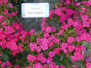 Dianthus 'Amazon Neon Cherry' Sweet William from Kansas Roots