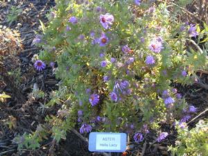 Symphyotrichum (Aster) novae-angliae 'Hella Lacy' New England Aster from Kansas Roots