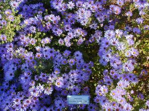 Symphyotrichum (Aster) oblongifolium 'Raydon's Favorite' Aster from Kansas Roots