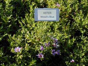 Symphyotrichum (Aster) dumosus 'Wood's Blue' Aster from Kansas Roots