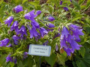 Campanula 'Kent Belle' Bellflower from Kansas Roots