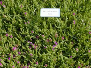 Delosperma cooperi Hardy Ice Plant from Kansas Roots