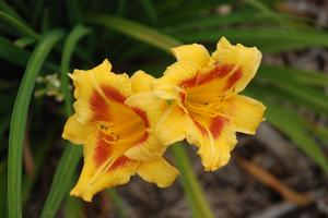 Hemerocallis x 'Black Eyed Stella' Daylily from Kansas Roots