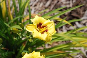 Hemerocallis x 'Bumble Bee' Daylily from Kansas Roots