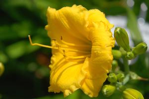 Hemerocallis x 'Camden Gold Dollar' Daylily from Kansas Roots