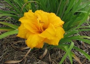 Hemerocallis x 'Condilla' Daylily from Kansas Roots