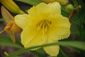Hemerocallis x 'Happy Returns' Daylily from Kansas Roots