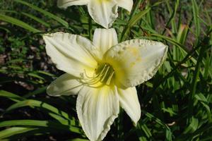 Hemerocallis x 'Ice Carnival' Daylily from Kansas Roots