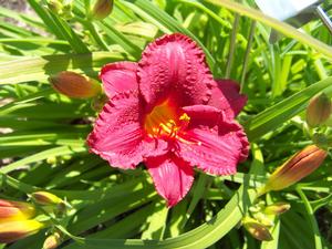 Hemerocallis x 'Little Business' Daylily from Kansas Roots