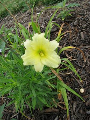 Hemerocallis x 'May May' Daylily from Kansas Roots