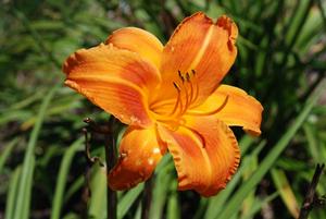 Hemerocallis x 'Rocket City' Daylily from Kansas Roots