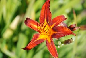 Hemerocallis x 'Rosie Meyer' Daylily from Kansas Roots