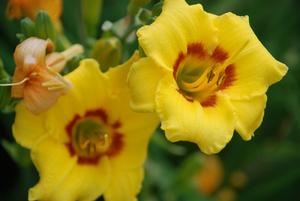 Hemerocallis x 'Siloam June Bug' Daylily from Kansas Roots
