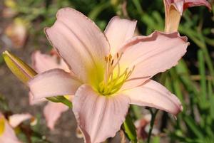 Hemerocallis x 'Winsome Lady' Daylily from Kansas Roots