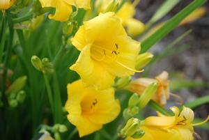 Hemerocallis x 'Yellow Lollipop' Daylily from Kansas Roots