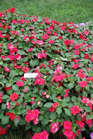 Impatiens walleriana 'Showstopper Tropical Flair Mix' Impatiens from Kansas Roots