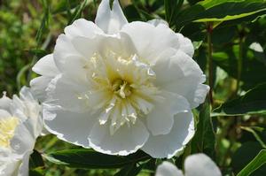 Paeonia lactiflora 'Bu-Te' Peony from Kansas Roots