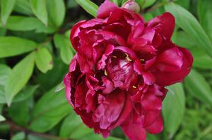 Paeonia lactiflora 'Grover Cleveland' Peony from Kansas Roots