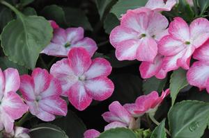 Impatiens walleriana 'Super Elfin XP Rose Starburst' Impatiens from Kansas Roots