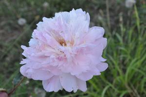 Paeonia lactiflora 'LaDonna' Peony from Kansas Roots