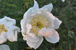 Paeonia lactiflora 'Louise Marx' Peony from Kansas Roots