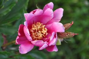 Paeonia lactiflora 'Mikado' Peony from Kansas Roots