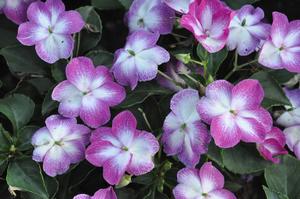 Impatiens walleriana 'Super Elfin XP Violet Starburst' Impatiens from Kansas Roots