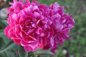 Paeonia lactiflora 'Shawnee Chief' Peony from Kansas Roots