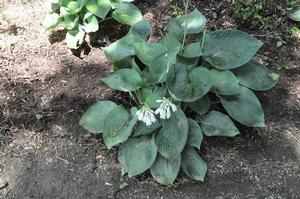Hosta 'Abiqua Drinking Gourd' Plantain Lily from Kansas Roots