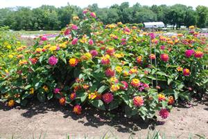 Lantana camara 'Landmark series' Lantana from Kansas Roots
