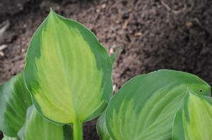 Hosta 'Heart and Soul' Plantain Lily from Kansas Roots