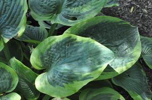 Hosta 'Olive Bailey Langdon' Plantain Lily from Kansas Roots