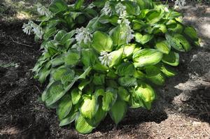 Hosta 'Paradigm' Plantain Lily from Kansas Roots