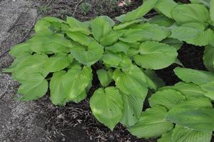 Hosta 'Squash Casserole' Plantain Lily from Kansas Roots