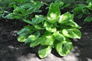 Hosta 'Sum and Substance' Plantain Lily from Kansas Roots