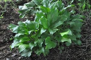Hosta ventricosa Plantain Lily from Kansas Roots