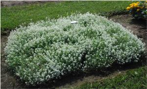 Lobularia 'Snow Princess®' Alyssum from Kansas Roots