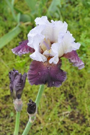 Iris germanica 'Coming Storm' Bearded Iris from Kansas Roots