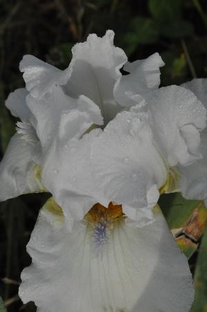 Iris germanica 'Lacy Snowflake' Bearded Iris from Kansas Roots
