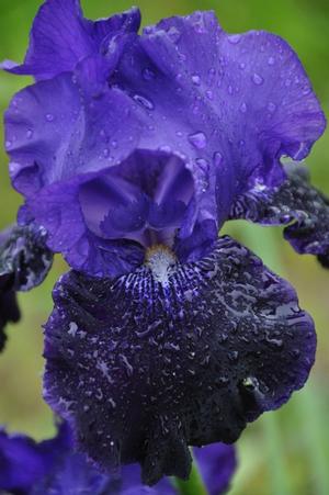 Iris germanica 'Oklahoma Crude' Bearded Iris from Kansas Roots