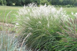 Miscanthus sinensis 'Little Kitten' Maiden Grass from Kansas Roots