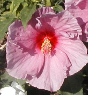 Hibiscus 'Fantasia' Perennial Hibiscus from Kansas Roots