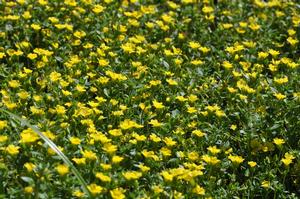 Mecardonia 'Gold Dust®' Mecardonia from Kansas Roots