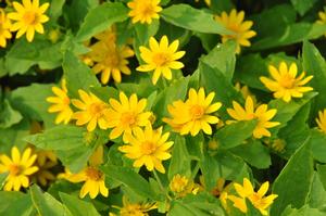 Melampodium divaricatum 'Showstar' Butter Daisy from Kansas Roots
