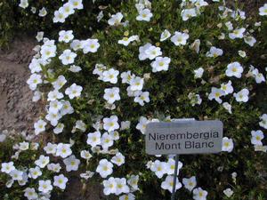 Nierembergia scoparia 'Mont Blanc' Cupflower from Kansas Roots